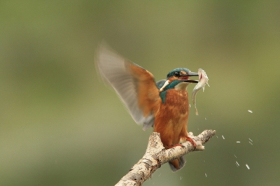 Ik klikte op het moment dat de ijvogel wegvloog en was eigenlijk te laat. Doordat ik bleef indrukken had ik eerst niet eens door dat de ijsvogel weer omhoog kwam en zag later pas dat ik deze foto had gemaakt, dus veel geluk eigenlijk!!