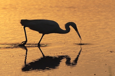 Tijdens de 2e week van juli in de Cmargue, was de zonsondergang over de waterpartijen altijd subliem. Ik besloot dan ook om te proberen een Kleine Zilverreiger ein tegenlilcht in beeld te krijgen. Veel geluk, want het lukte de eerste avond al. Ik ben ook tevreden met het resultaat.