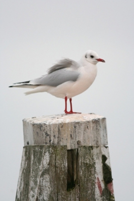 Een foto die ik al weer een tijdje terug heb gemaakt, maar ik vond deze compositie wel mooi: de kokmeeuw lijkt haast op te lossen in de omgeving door de zachte kleuren (bijna roze-tinten).