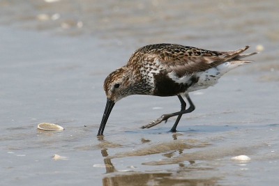 Veel goud-en zilverplevieren op het Simonszand eten te zoeken op de droogvallende zandbank. Vogels lieten zich rusitg benaderen. Geweldig mooie dag in pure natuur !