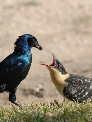 Deze Grote glansspreeuw heeft het niet makkelijk. Ten eerste heb je het vermoeden dat het je kind niet is en ten tweede lust het jong niet alles. Herhaaldelijk probeerde moeders - na luidruchtig aandringen van de kuifkoekoek - het besje te voeren. Maar elke keer werd het besje weer uitgespuugd. Uiteindelijk vond de Glansspreeuw een lekkere bidsprinkhaan. Die ging er wel vlot in!