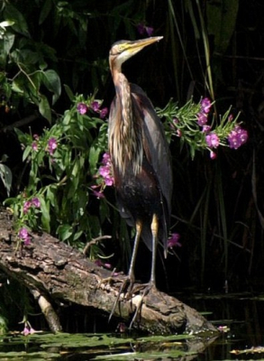 Deze purperreiger heb ik genomen zo'n 500 meter buiten de kern van meerkerk.