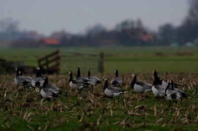 Een mooie, typische foto van brandganzen op een maisakker in typisch grauw winter weer. Foto is al weer van een tijdje terug, maar vind hem toch zeer de moeite waard.