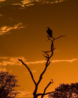 Een witruggier op zijn slaapplaats tegen de ondergaande zon. Na een lange dag zoeken naar Afrikaanse Wilde Honden (succesvol overigens).