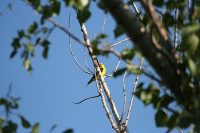 De wielewaal is een vogeltje wat je de heletijd hoort maar niet ziet , tot op dit moment zag ik h'm hoog in de boom.
Hebbes op de foto.