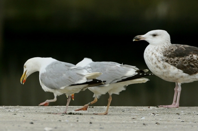 Twee zilvermeeuwen deden een na-huwelijks uitstapje en besloten dit met enkele simultane danspasjes onder het oog van een stuurse Grote Mantelmeeuw
En der Zilvers had de trouwring H 125020 aan en het trouwpak met gele poten...