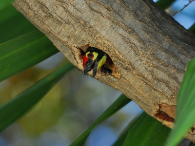 De meesten gaan naar Lumphini park om in hartje Bangkok te kunnen vogelen. Mijn tip is het ernaast gelegen universiteitsterrein, lekker rustig, groen en mooie soorten als deze baardvogel. Maar ook in hartje centrum kom je ze tegen. Deze zag ik bij Wat Arun, een van de grote tempelcomplexen van de stad. In de hitte (april is heet!!!) van de middag hangen ze met hun kop buiten het nestgat te puffen. Tijd voor mij om er een foto van te maken.