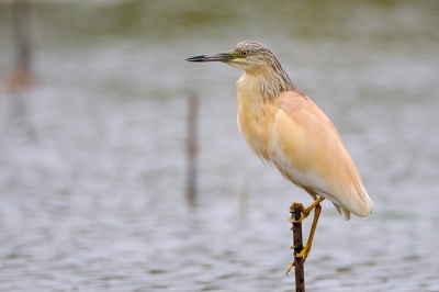 Tijdens het wachten op een kwak, kwam deze ralreiger langs. Heb hem in Belgie nog nooit gezien en ook in de Brenne is hij zeldzaam. De kwak kwam niet meer, die zal voor volgend jaar zijn.
Vanuit schuiltent op statief.
