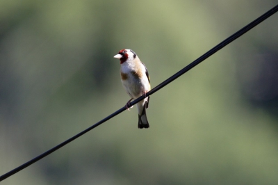 Dat blijft toch wel n van de leukste dingen van (Zuid-)Frankrijk: bovengrondse telefoondraden.
Helaas zaten hier niet veel vogels op de draden, maar deze putter wilde wel even poseren.