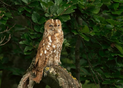 Zeer bewolkte dag, daarom iso 800 gekozen
Alleen ruis verwijderd, verder niet gecropt en nauwelijks bewerkt
Ik heb de foto geplaatst omdat het de eerste keer was dat ik uberhaupt een bosuiltje in het wild zag en er ook nog eens een foto van kon maken. Kortom: een YESSSSS-moment!
