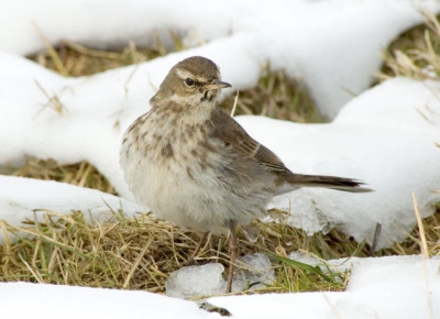 Een sneeuwvrij stukje met een Waterpieper. Rijstzak uit de auto, Nikon D70, 80-400 VR met Kenko-pro 1,4.

Meer foto's op : http://hterhaar.photosite.com/
