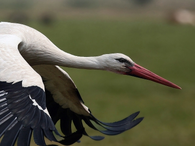 Ik reed met mijn auto rustig langs een weg met daarnaast een sloot, ik zag hem, hij zag mij, hij vloog weg, ik drukte af met een 400 mm lens met dit als resultaat een beetje close maar ik kon niet anders.