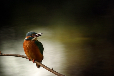 Een plaatje van maart, het was grauw, winderig en er hing regen in de lucht. De beweging in het water is het geen waar het mij om ging, geholpen door de heen en weer wiegende bomen op de achtergrond die het idee van de beweging in het water versterken. De regen is die dag niet gevallen! Dat had de foto misschien nog mooier gemaakt.