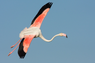 Net terug van een intensieve fotoreis door Frankrijk, Spanje, Itali en Zwitserland. Het doel was eigenlijk om zoveel mogelijk vlinder- en libellensoorten te fotograferen, maar af en toe kwam er ook een vogel voorbij.