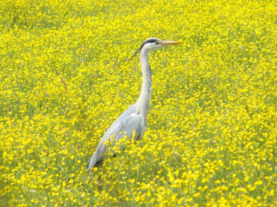 op een mooie dag genomen,een nog mooiere blauwe reiger