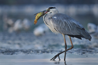 Blauwe Reiger in het vroege ochtendlicht. Vanuit schuiltent.