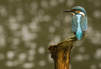 een ijsvogel in de regen, ik ben er wel achter dat het met
stortbuien en onweer niks lekker is in een schuiltentje.
ijsvogel vond de regen niet erg en ging rustig verder met vissen. je ziet de regen ook in de achtergond in het water vallen