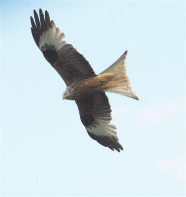 Mijn favoriete roofvogel de Rode Wouw. Op het moment dat ik een zie stop ik direct en deze keer had ik geluk want hij kwam mijn richting uit. Genieten als ik deze vogel zie.