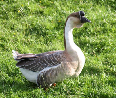 zag deze Chinese Knobbelgans in de uiterwaarden bij waspik samen met nog wat grauwe ganzen.
