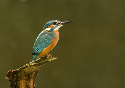 nog eentje van de natte ijsvogel alleen een andere pose