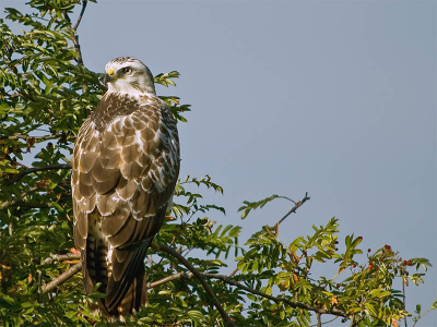 Een van mijn eerste digiscoping foto's. Had deze ochtend gelijk een buitenkansje met een buizerd die rustig in een lijsterbes bosje zat. Opname vanaf statief in de auto.
