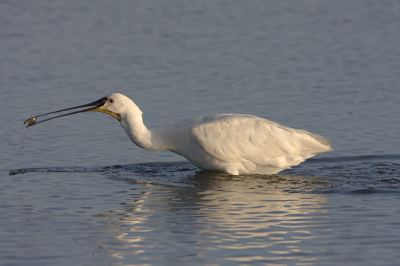 Na al enige jaren mij vergaapt te hebben aan alle mooie opnames van de birdpixers wil ik het ook eens proberen.
Gewapend met mijn splinternieuwe Ef 500 f4 en oude extender toog ik naar de waterkant om daar eens te kijken wat er zoal viel te fotograferen.
Een enkele lepelaar waagde zich zowaar op een twintig meter voor mijn positie om te gaan foerageren. En met deze combinatie krijg je hem dan vol in de zoeker! Voor iemand die altijd met een 100-400 zoom heeft gewerkt een bijzondere ervaring!
Pas bij thuiskomst zag ik op het scherm dat het een visje was dat de lepelaar had gevangen. Verbazingwekkend hoe rap die lens scherp stelt en ook hoe scherp de beelden zijn.
Het was mooier geweest als het licht iets minder hard was geweest, maar voor een eerste keer met die lens ben ik best tevreden.