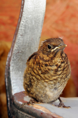 oh ''wat een rommel heeft u op uw erf meneer''.Nou ja ''het stikt hier van de vogels hoor'' zeg ik dan. De vogels houden van rommel he? Ik vind de kleuren mooi. het is een jonge merel, kyk eens naar de pluisjes op z,n kop.
