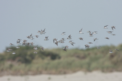 In de zomermaanden is het voor een strandplevier lastig om een rustig plekje langs het strand te vinden.