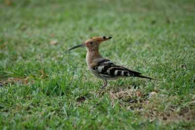 Geen spectaculaire foto van de Hop, toch was ik wel tevreden
dat ik deze eindelijk eens op de foto kon zetten.