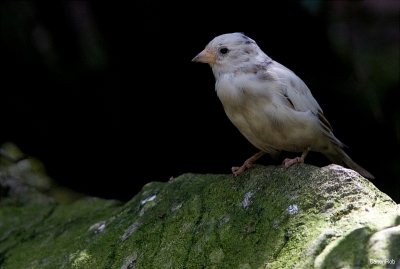 Een witte mus gefotografeerd het is geen albino
maar welke mutatatie geen idee
deze nog nooit eerder gezien
