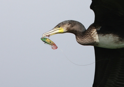 Later vloog hij nog een rond en kwam wat dichterbij.
Naast boosheid zorgde dit plaatje ook voor nieuwsgierigheid.
Nieuwsgierigheid naar het gezicht van de visser die zijn vis in eens uit het water zag opstijgen.