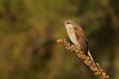 A female Red-backed Shrike not really afraid of me, taking some pictures.
