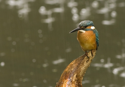 en nog een natte ijsvogel, ik keek net zo zielig in m'n 
(niet helemaal waterdichte) tentje