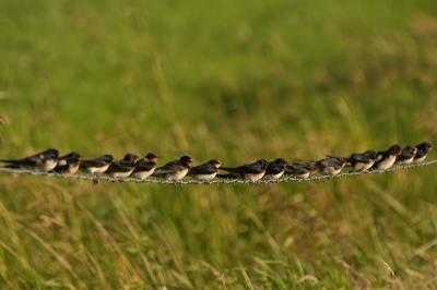 zwaluwen,heel veel kievitten en spreeuwen bepalen het vogelbeeld in de Arkemheen momenteel...deze vond ik wel grappig