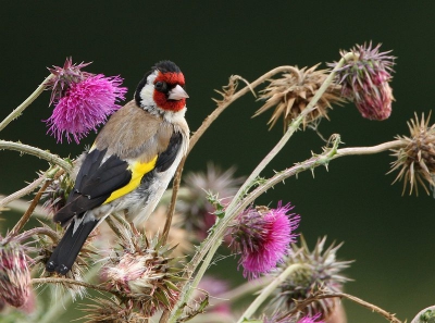 Putters zijn erg mooie vogels en behoren tot de favorieten. Vanmorgen vroeg op pad gegaan en had niet gedacht deze zo te kunnen treffen. De juveniel plaats ik ook nog.