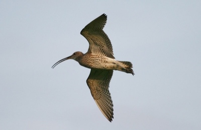 Nog een van dit voorjaar. Tijdens het weidevogelbeschermen hadden we een wulpen nest gevonden en afgezet. De boer had gemaaid en was er mooi om heen gegaan. We liepen naar het nest toe en daar lagen drie mooie jonge wulpjes en deze wulp op de foto vloog toen alarmerend boven ons.