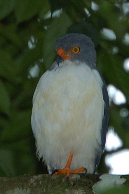 deze foto heb ik onder moeilijke lichtomstandigheden (onder de bomen in het oerwoud) op het eind van de dag gemaakt. Ik denk dat het een soort havik is, maar zou graag willen weten wat voor vogel het werkelijk is. Waarom weet ik niet maar ik denk dat het nog een vrij jonge vogel is.