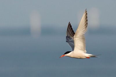 Visdief in de late middagzonnetje, hierdoor komen de kleuren mooi uit. De witte pilaren op de achtergrond zijn de staanders van windmolens.