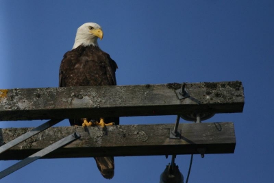 Bij de haven zaten de zeearenden te loeren op wat voedsel.
Deze liet zich goed bewonderen in het middaglicht.