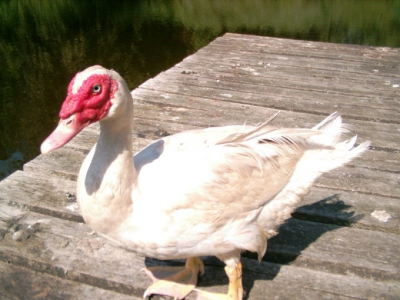 Vanmiddag tijdens het vissen kwam deze vogel mij gezelschap houden. Het dier heeft een wit/ bronzen verenpak en een kop die mij niet bekend voor komt. Wat voor type gans is dit?