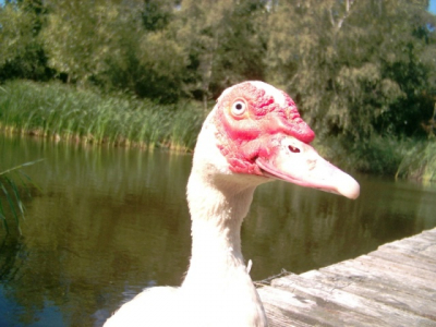 Nogmaals een foto van het dier. Het is een erg tam dier die uitgebreid voor mijn camera wilde poseren...