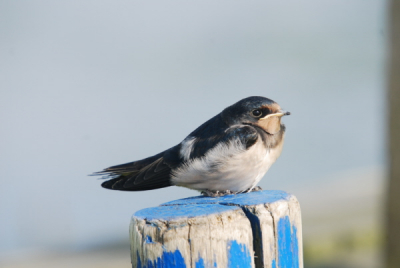 Dit juv. boertje poseert gewillig met de boodschap schiet maar op want de lekkere hapjes stagneren.