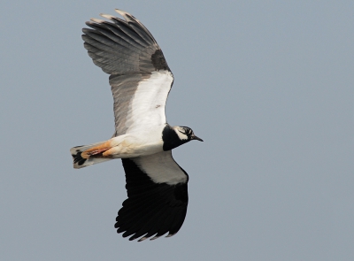 tijdens een tweedaags vogeltripje op terschelling(voornamelijk voor de kiekendieven) kwamen ook geregeld roepende kieviten langsvliegen. deze kwam zo dichtbij dat e nauwelijks in de zoeker paste