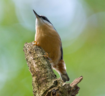 Tijdens een klusdag in Hellendoorn even kans gezien om het bos in te gaan. De kleine bonte specht kon ik met geen mogelijk goed op de foto krijgen maar toen kwam ik deze boomklever tegen. Niet de typische pose die je meestal ziet en daarom heb ik hem geplaatst.

500MM+1.4TC leunend op mijn elleboog van het dak van de auto.