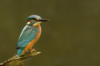 Nog een foto van wat dagen geleden want de laatste
dagen wil de vogel niet erg meewerken komt wel
geregeld langsvliegen maar niet zitten helaas!