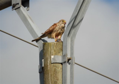 Lekker smullen van een muis. Ik heb een hele serie kunnen maken. Hij vreet hem op met huid en haar. geen mooie plek
boven in een elektriciteitsmast, maar de vogel waande zich veilig en liet mij me gang gaan.
Groeten, Ton