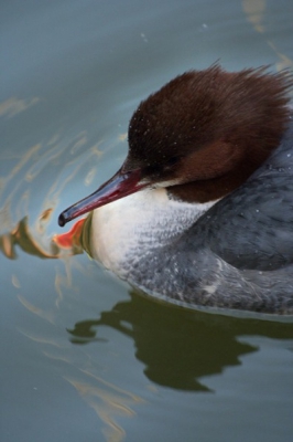 Tijdens een telling van watervogels zagen we een verzameling Grote Zaagbekken die vast leken te zitten in het watertje tussen twee sluisdeuren. Had mijn Sigma 100-300mm bij me en kon ondanks het grauwe weer nog een leuke opname maken van n van de vrouwtjes.