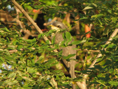 THis individual was sunning, allowing a good view of an otherwise shy bird