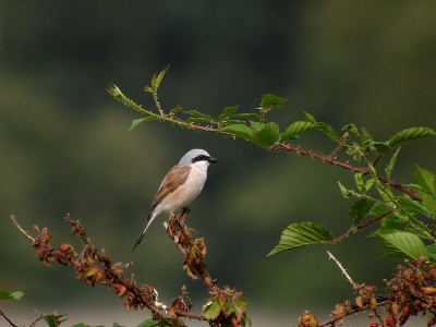 Tijdens vakantie in Drenthe op meerdere plekken Grauwe Klauwieren mogen ontmoeten. Deze ontwikkeling van relatieve toename doet goed. Afstand tot dit mannetje bleef, ondanks veel geduld op meerdere dagen, best groot. Zitplek van de vogel is best 'karakteristiek' voor de soort.