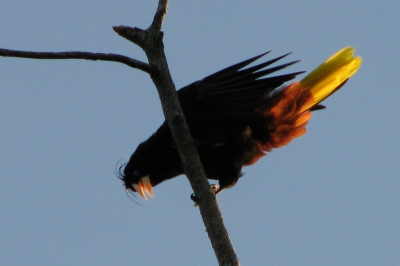 Deze crested oropendola zat hoog in een boom en laat goed zien waarom het een kuiforopendola is. ook andere kenmerken, zoals het blauwe oog zijn goed te zien. Verder doet het zonlicht de gele staart en kastanjekleurige onderstaartveren goed uitkomen.